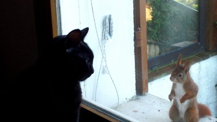Animaux 12 Animaux